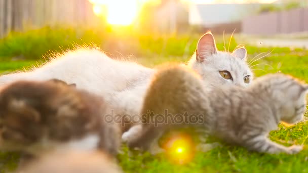 Mãe gato encontra-se perto de seus gatinhos HD — Vídeo de Stock