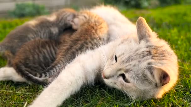 Мать-кошка кормит котят — стоковое видео