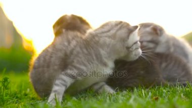 Anne kedi ile eşleşen yavru kedi 4k
