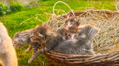 Küçük yavru kedi ile a kedi. HD