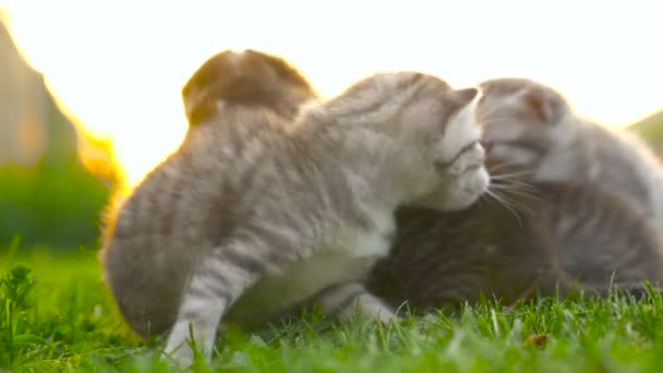 Mamma katt med matchande kattungarna 4k — Stockvideo