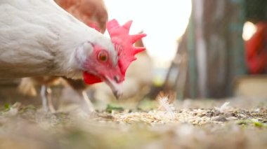 Bir close-up buğday yiyen tavuk