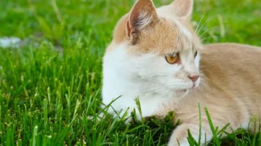 Güzel gözlü bir kedi çimenlerin üzerinde yatıyor. Yakın çekim. Ağır çekim filme.