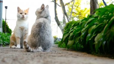 İki kedi oturmak ve birbirlerine bakıyorlar. Ağır çekim.