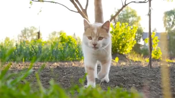 De kat gaat rechtstreeks naar de camera — Stockvideo