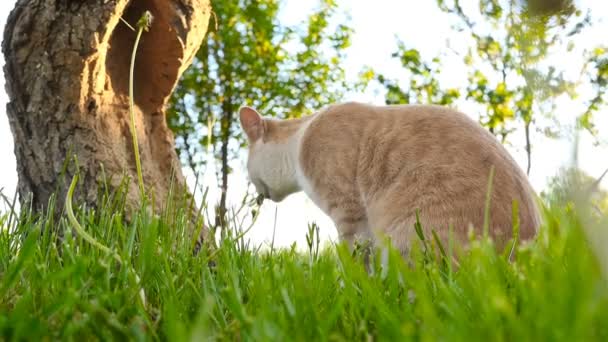 The cat is eating the green grass — Stock Video