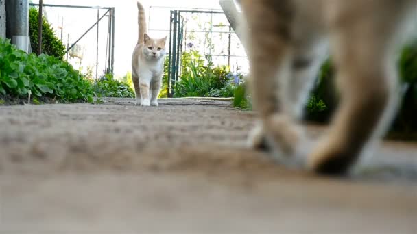 La reunión de dos gatos. El juego de dos gatos. Pelea. Movimiento lento . — Vídeo de stock