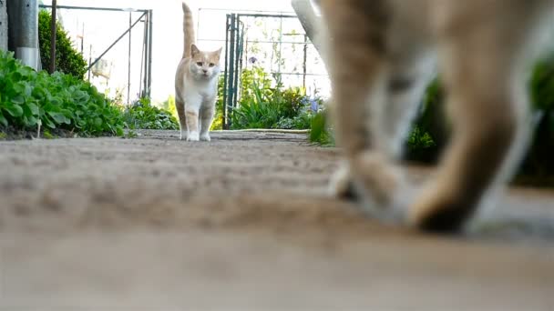 Die Begegnung zweier Katzen. das Spiel zweier Katzen. Kampf. Zeitlupe. — Stockvideo