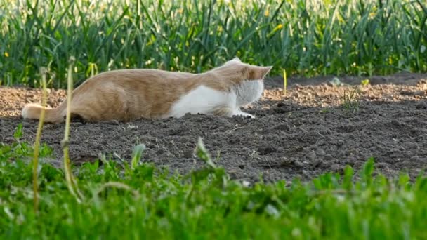 El gato yace en el suelo — Vídeos de Stock