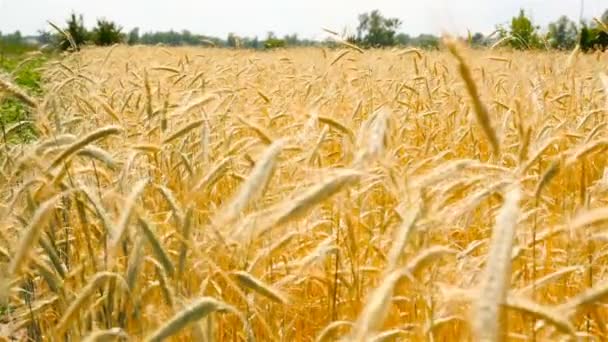 Hermoso trigo en el campo. Balanceándose en el viento — Vídeo de stock