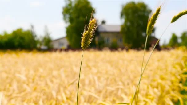 Jeden kłoska pszenicy w polu. Mieszając w wiatr w zwolnionym tempie — Wideo stockowe