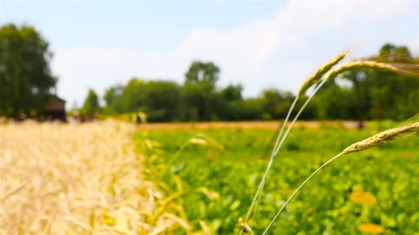 Пшеничное поле с одним стеблем. Медленная съёмка — стоковое видео