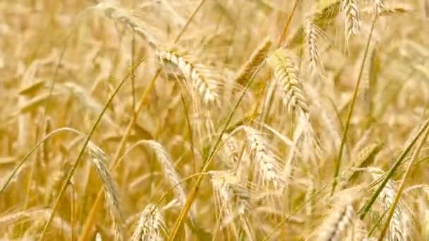 Wheaten close-up in beweging. Slow motion — Stockvideo