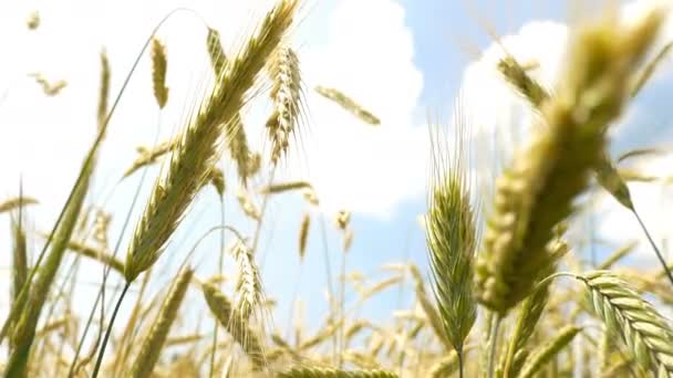 Primo piano sul grano verde. Sparatoria ritardata. Il movimento nel vento — Video Stock