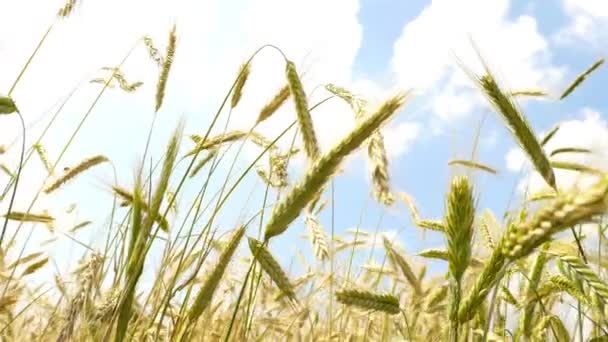 Belo trigo no fundo do céu azul — Vídeo de Stock