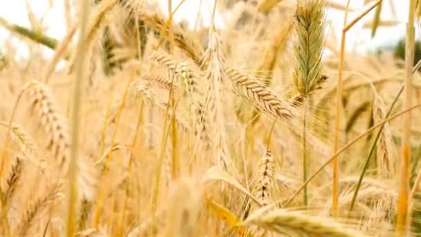 Primer plano del trigo balanceándose en el viento. Movimiento lento — Vídeos de Stock