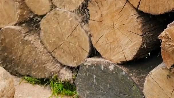 Grabación en cámara lenta de virutas de madera. Primer plano. Aserrar un árbol con una motosierra — Vídeos de Stock