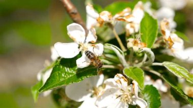 Bir arı çiçek kiraz pollinates. Makro