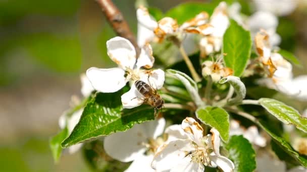 A bee pollinates a flower cherry. Macro — Stock Video