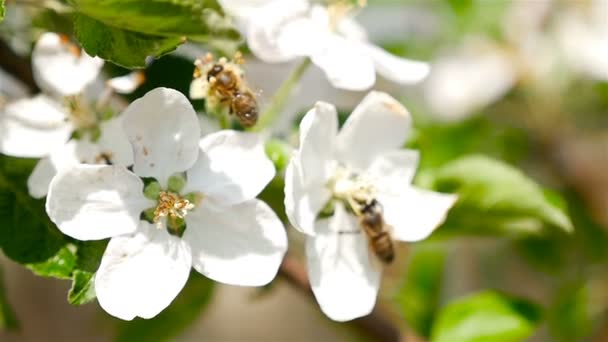 Pollination of a flower by a bee. Macro — Stock Video