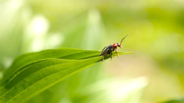 Le coléoptère soldat est assis sur une feuille verte 