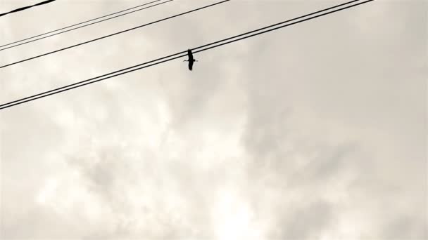 La cicogna vola nel cielo. Sparatoria ritardata. Tempo nuvoloso. Buonasera. — Video Stock