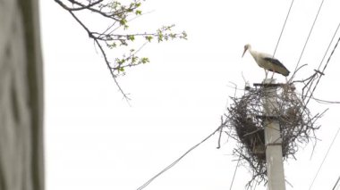 Güzel bir leylek yuvada. Gökyüzü arka plan üzerinde elektrik direği