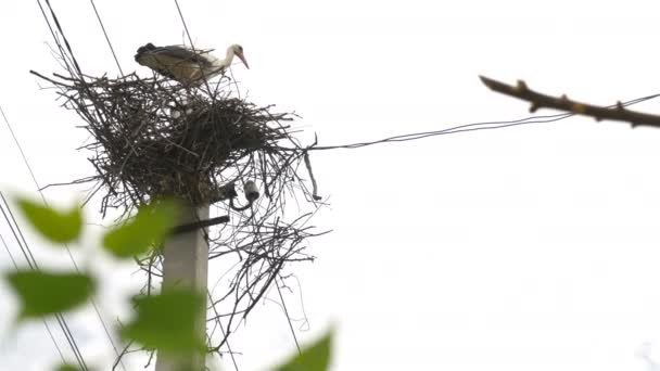 Storken är i boet. Högspänning elektriska pole. — Stockvideo