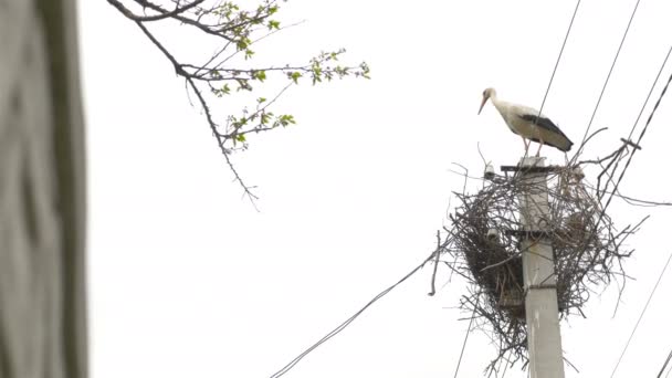 Ein schöner Storch im Nest. Strommast auf dem Himmelshintergrund — Stockvideo