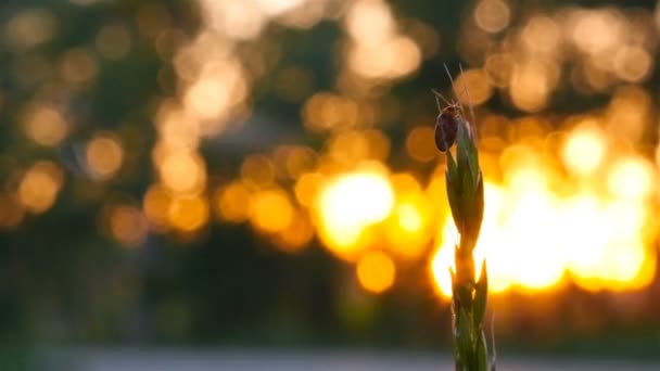 Escarabajo sentado en la hierba. Insectos al atardecer. Primer plano. Hora de la tarde. — Vídeo de stock