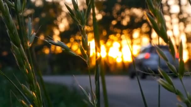 Grünes Gras bei Sonnenuntergang. Im Hintergrund vorbeifahrende Autos. Zeitlupe. Nahaufnahme. schöne Sonnenstrahlen — Stockvideo