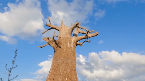 Old dry tree in the field. Blue sky with clouds. Camera in motion — Stock Video