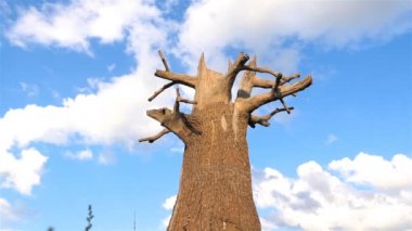 Güzel yaşlı ağaç. Kuru meşe sandığı. Kamera hareket halinde. Yavaş çekim