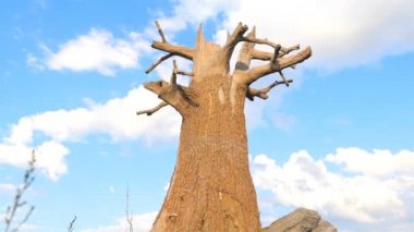 Mavi gökyüzüne karşı bir tarlada büyük kuru bir ağaç. Ağaçların kurumuş dalları. Kamera hareket ediyor.