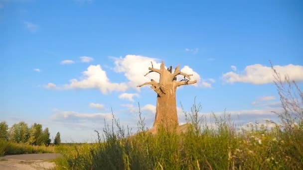 Trockener Baum in der Mitte des Feldes. schöne getrocknete Eiche. die Kamera ist in Bewegung — Stockvideo