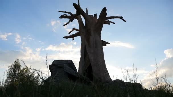 Silueta árbol seco en el campo. Hermoso cielo azul. Cámara avanza — Vídeo de stock