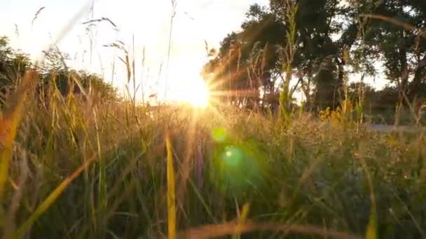 Heldere zonnestralen. Veld met gras en bomen. Prachtige natuur. Camera in beweging — Stockvideo