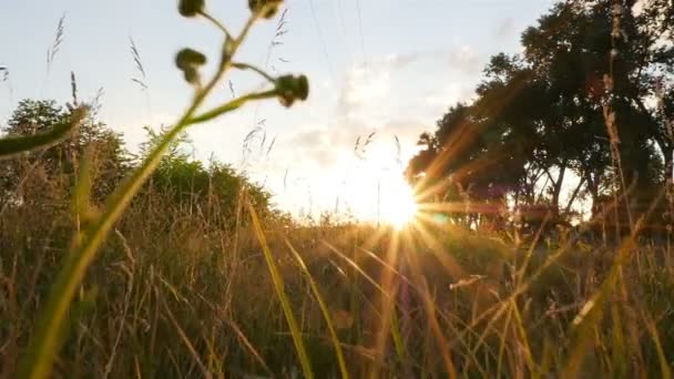 La telecamera soggettiva si muove lungo l'erba. Brillante bagliore di sole. Natura pittoresca. Rallentatore — Video Stock