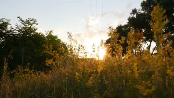 Prachtige zonsondergang. Heldere zonnestralen. De subjectieve camera beweegt vooruit. Langzame beweging — Stockvideo