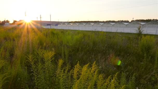 Glazen kas bij zonsondergang. De camera is in beweging. Prachtige natuur — Stockvideo