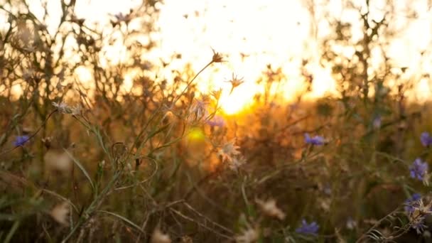 Schöner Sonnenuntergang. Wildblumen sind blau. die Kamera ist in Bewegung. schöner Ort. verschwommener Hintergrund — Stockvideo