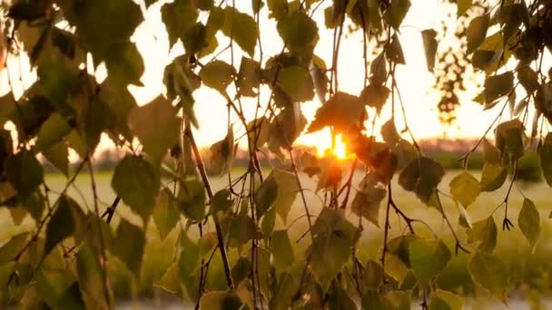 La luz del sol atraviesa las hojas de un árbol. Hermoso paisaje. Hermoso lugar. Puesta de sol entre los árboles. Hojas de abedul — Vídeos de Stock