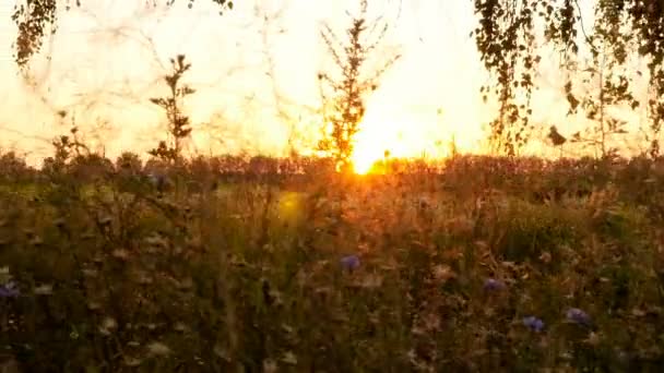 Champ aux fleurs sauvages. Beau coucher de soleil. Bel endroit. La caméra se déplace vers la gauche. Mouvement lent — Video