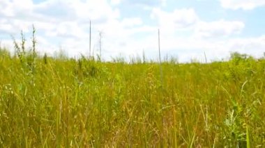 Yeşil çimenli resim tarlası. Beyaz bulutlu mavi gökyüzü. Dokunulmamış doğa. Sübjektif kamera ileri doğru hareket eder. Vahşi doğa.