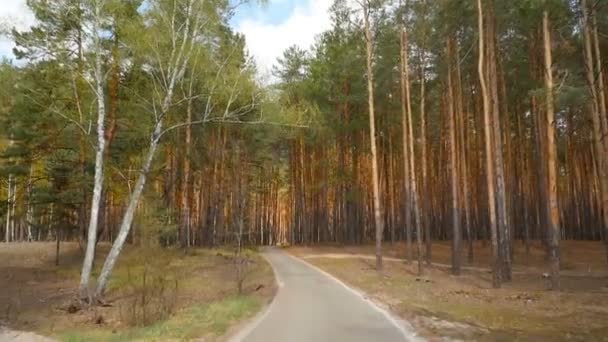 Hermoso bosque de pinos. Un largo camino. Hermoso lugar. Cámara avanza — Vídeo de stock