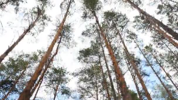 Stary las sosnowy. Piękne wierzchołki drzew. Niebieskie niebo z białymi chmurami. Kamera jest w ruchu. Zwolniony ruch — Wideo stockowe