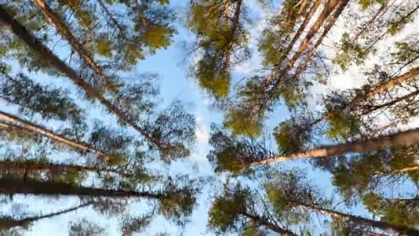 Hoge pijnbomen in het bos. De camera beweegt rond de bomen. Heldere zonnestralen schijnen door de bomen — Stockvideo