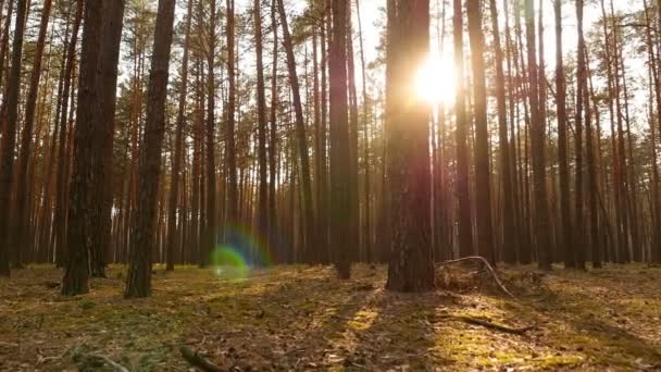 Antiguo bosque de pinos con musgo verde. Rayos de sol brillantes del sol. La cámara está en movimiento. Movimiento lento — Vídeos de Stock