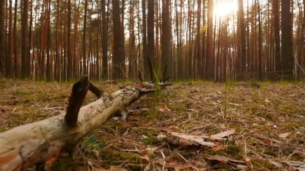Un vieil arbre repose sur le sol dans une forêt de pins. De beaux rayons de soleil. La caméra avance. Mouvement lent 