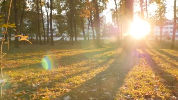 Puesta de sol en el parque. Hermosas sombras largas de árboles. La cámara está en movimiento. Movimiento lento — Vídeo de stock